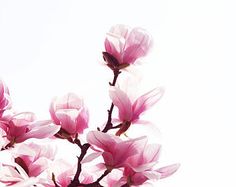 tatouage fleur magnolia