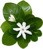 tatouage fleur vahiné
