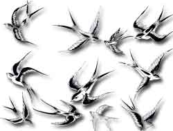 tatouage hirondelle tribal