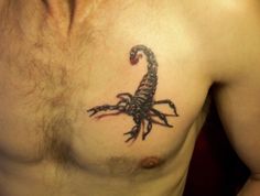 tatouage pectoraux scorpion