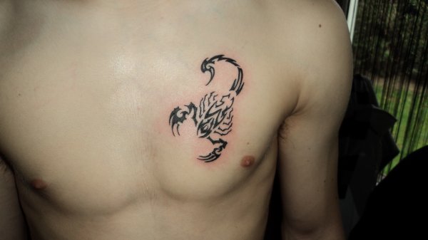 tatouage pectoraux scorpion